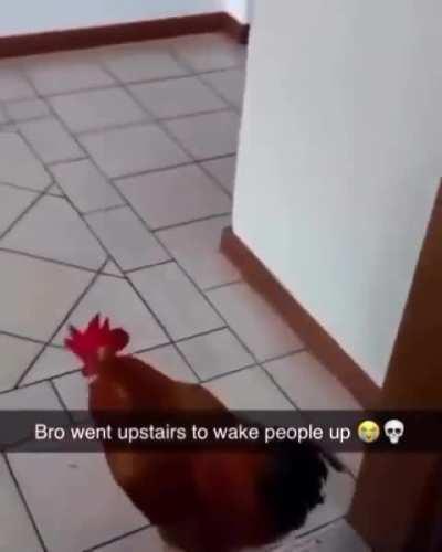 WAKE UP 🐔🐔🐔🐔