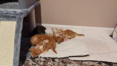 Further research suggests that they are, indeed, kittens