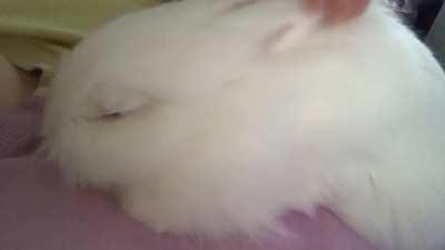 Hi. I adopted this beauty last year and she’s always been making these sounds when I pet her. I had her checked at the vet when I first got her and nothing seemed to be wrong. Is anyone else experiencing this when you pet your bunny? It concerns me, so ma