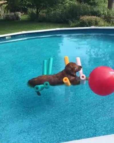 Poolside Zen: A Day of Pure Relaxation with an Unbothered Pup