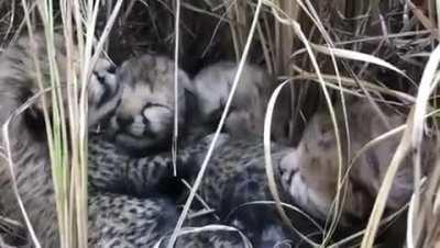 🔥 First wild cheetah birth in India after seven decades. (Cheetah was declared extinct in India in 1952) Four cheetah cubs born at Kuno National park to three years old cheetah named Siyaya, She is among the cheetahs that were reintroduced in India from N