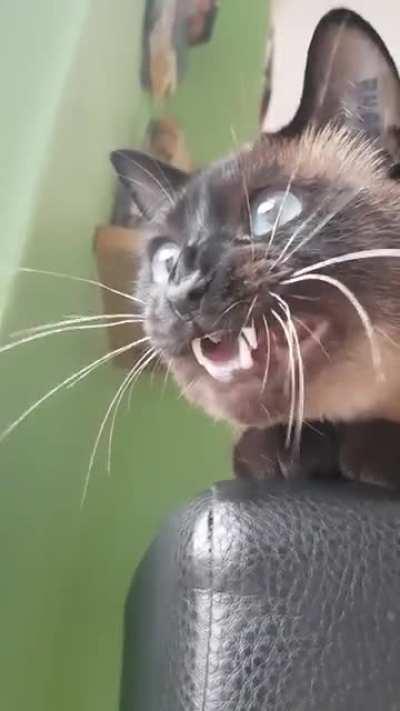 Chirping and yelling at a bird outside, his buddy seems confused, but chimes in at the end as well