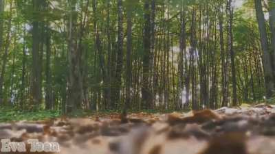 Eva Walking in Forest