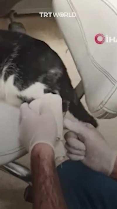 Cat walks into ER with broken leg