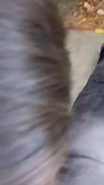 Sucking cock on university campus