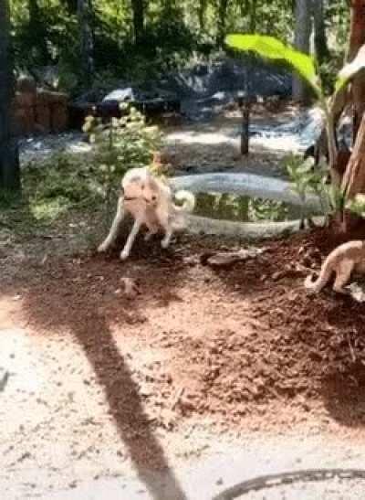 The cat didn't expect his new special finishing move