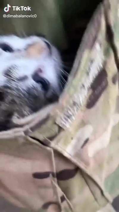 What do you think Ukrainian soldiers carry in their pockets? They didn't guess, there's a kitten!