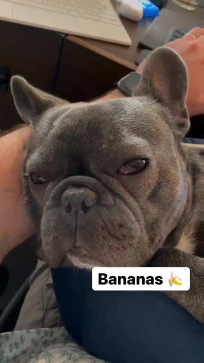 What did you say? Chicken!