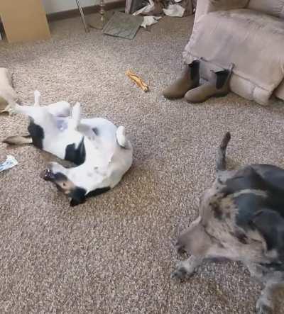 Wiggle-itus, inflammation of the wiggles, is the most terrible of dog maladies and can only be cured through belly rubs