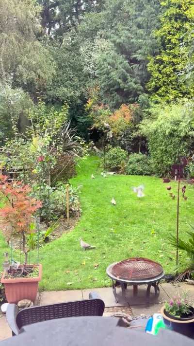 20 seconds in the garden