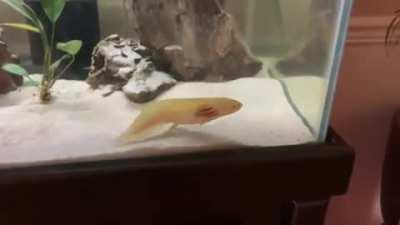 Pendragon has had the zoomies all morning!