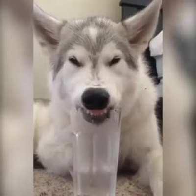 How Husky Drinks Water. Nothing to say .