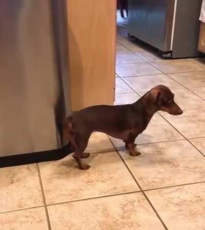 Im already teaching my dog how to do this