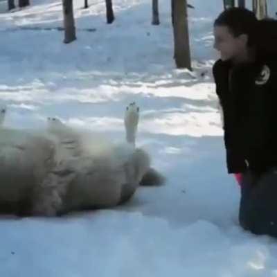 Grey wolf transforms into a good boy when he is visited by the people that helped raise their pack