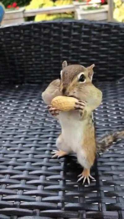 Maximum peanut capacity reached