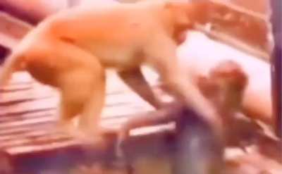 The monkey that brought the electrocuted monkey back to life by applying first aid.