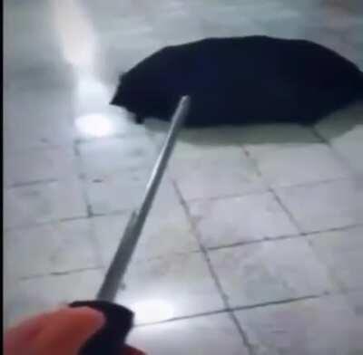 I mean..bad luck is bad luck