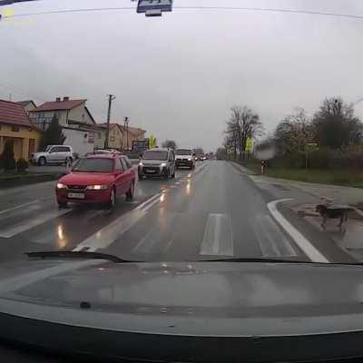 Civilized dog knows the rules of the road.