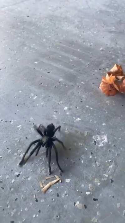 Blueface takes care of a gigantic spider