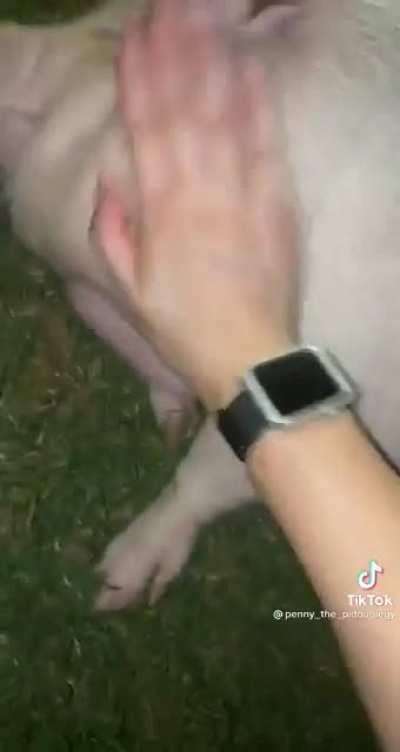 WoMaN BrUTallY KIlls A InNoCENt Pig For tIK ToK clOuT