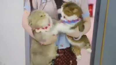 Oh lawd they fightin