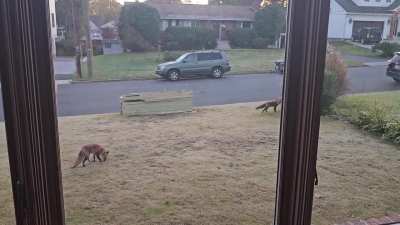 Foxes playing in McLean neighborhood, just north of Lewinsville Park