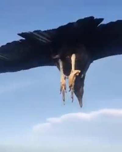 Paraglider meets a Black Vulture.