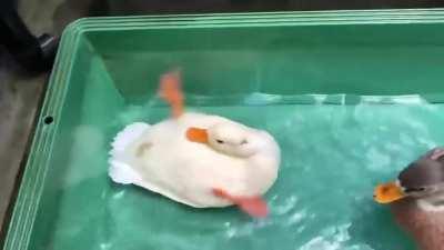 Duck