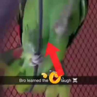 ⁉️Removal of the frontal lobe⚠️ ( mark of Cain)