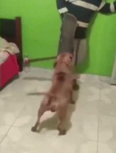 Dog trained to use machete