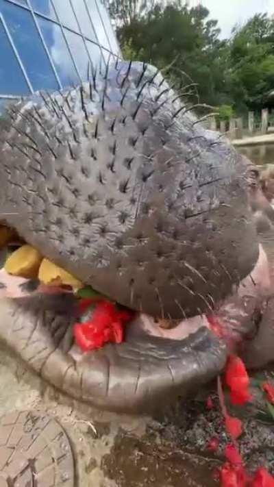 Hippo (name Komtu) eating a watermelon. (Source IG: zookeeperguy)
