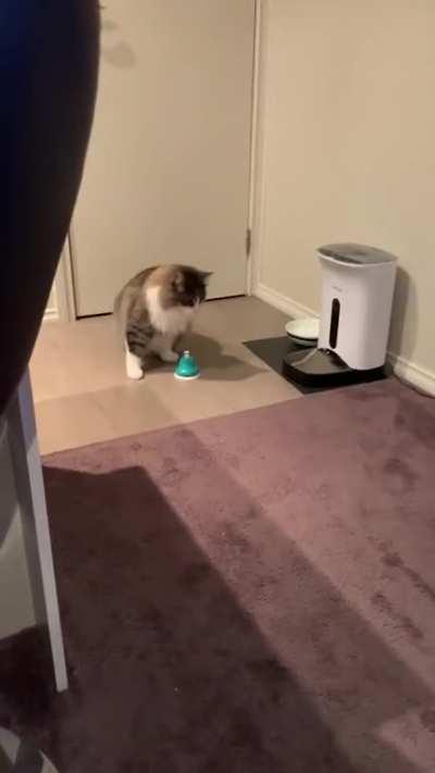 “Where have you been! I’ve been dinging this for ages!!!”