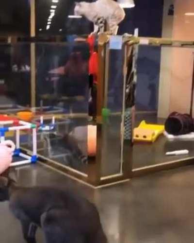 why can't I jump like that -_-