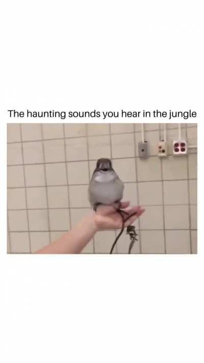 Laughing Kookaburra!