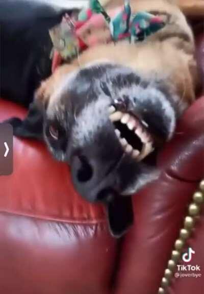 dog sounding like he understands english