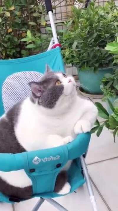 Posted this on r/aww they said it should be here