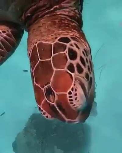 Turtle eating jelly