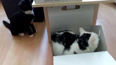 Tiny boy Vs Box boy (ﾉﾟ0ﾟ)ﾉ~