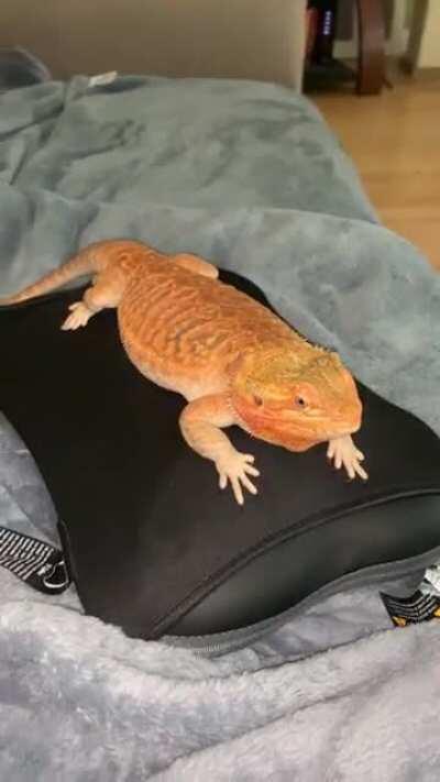 Monday evening massage for this little (spoiled) girl’o’mine❤️🦎❤️ #chloe