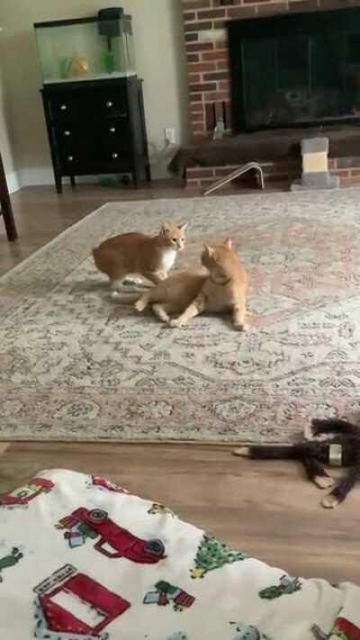 Bert thinks he’s a big shot