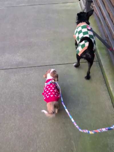 Learning to walk on a leash in sweater weather
