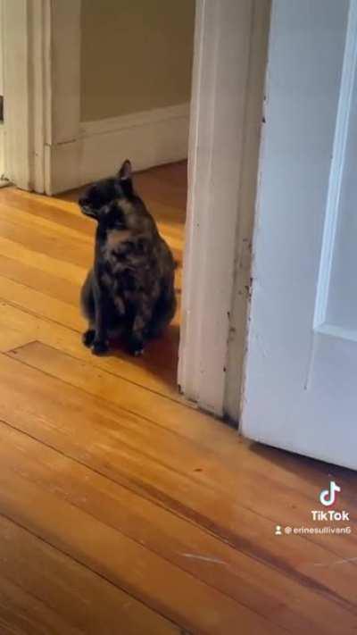 Tippi won a “best meow” contest and I think it was well deserved