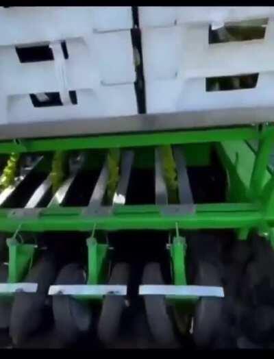 Efficient method for planting lettuce