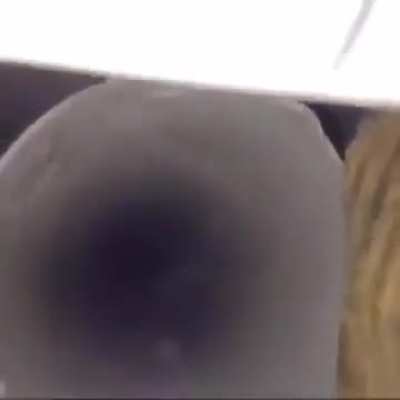 bird knows whats good