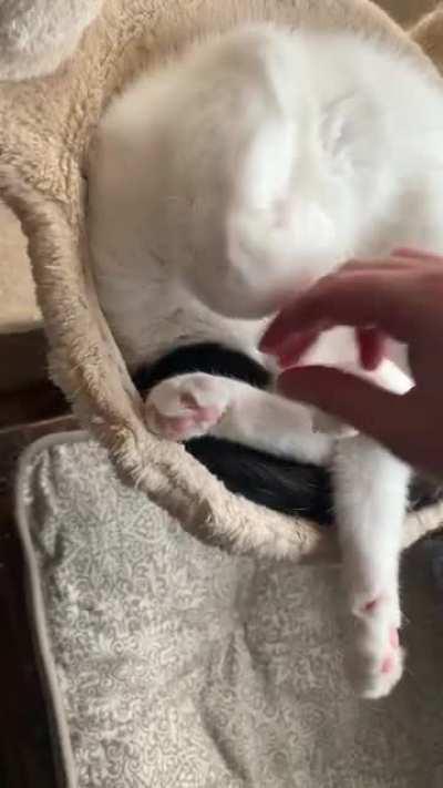 My cat’s head has gone missing