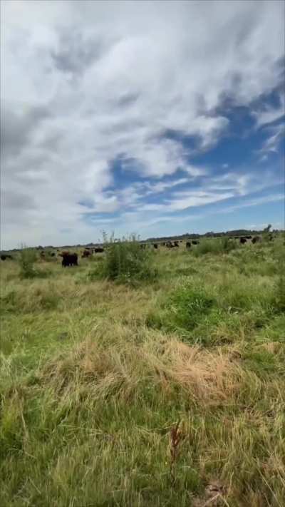 Tengo una yapa ligera, para apretar la garganta, ninguna res se levanta cuando curo las bicheras. 