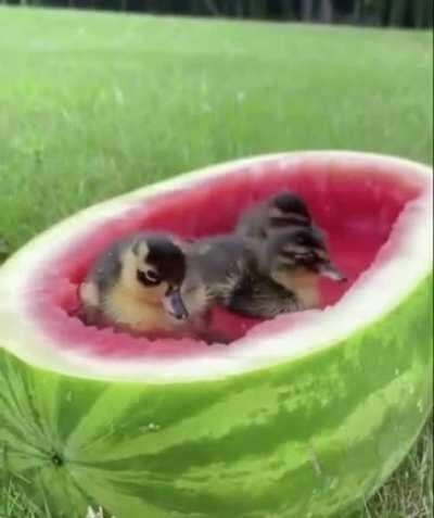 Watermelon Spa