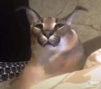 Floppa ile şarkı vakti