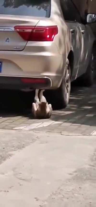 Getting shredded for summertime