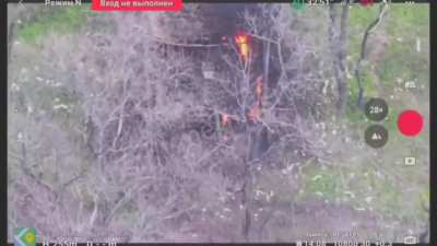 In the direction of Kramatorsk, 8 km from the front line, fiber-optic drones destroyed Ukrainian tanks parked in tree lines